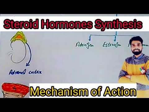 Steroid Hormones. Synthesis, Transportation and Mechanisms of Action.