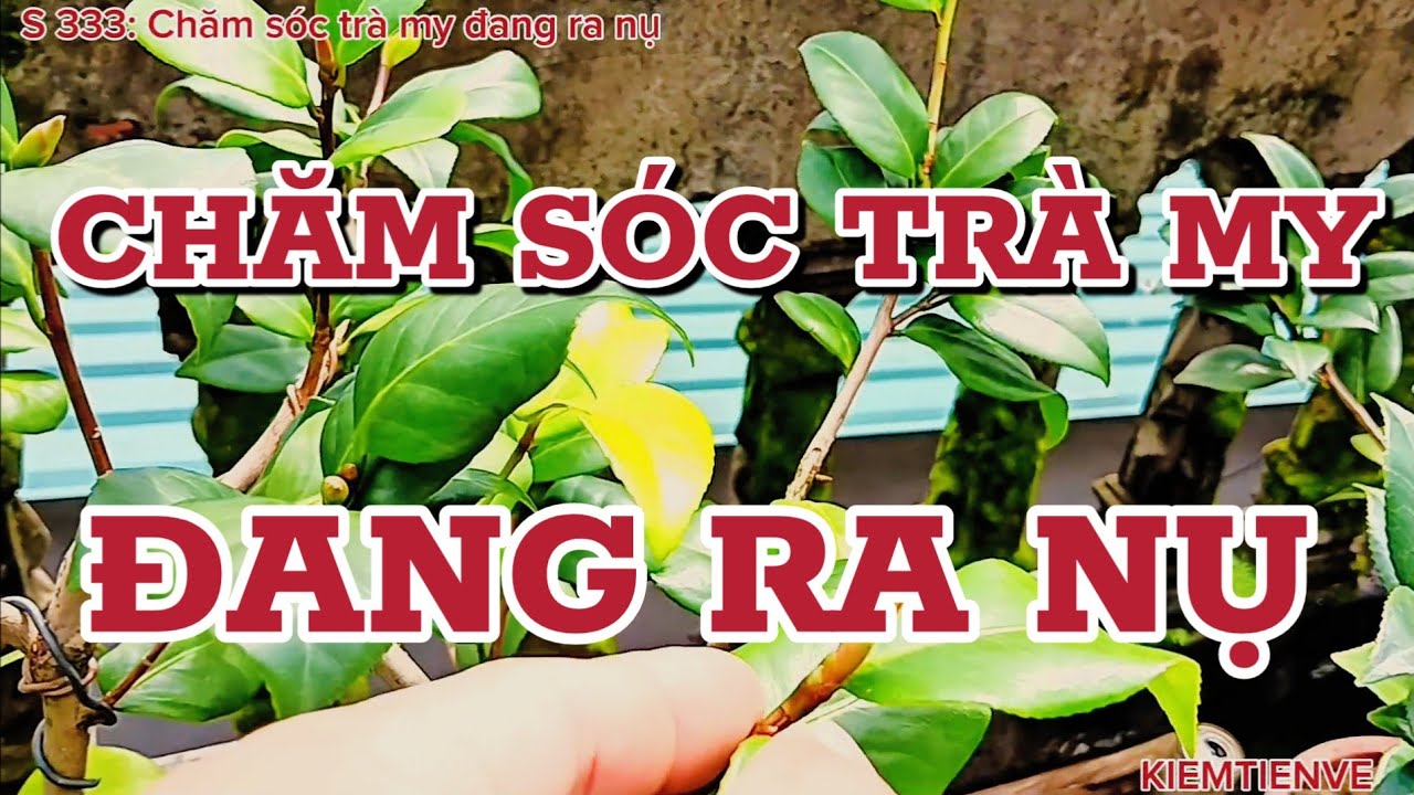 CHĂM SÓC TRÀ MY ĐANG RA NỤ - KIEMTIENVE
