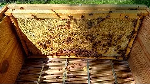🍯 Harvesting Honey On A Small Scale 🍯