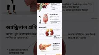 Human Hormones Complete Revision 2026 | Competitive Exam Important Topic | SSC RRB WBCS #rrbs