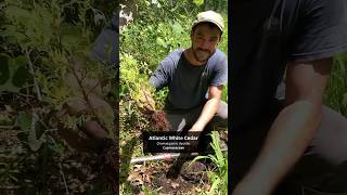 Planting Extirpated Trees in a Coastal Plain Forest Remnant in PA! #nativeplants