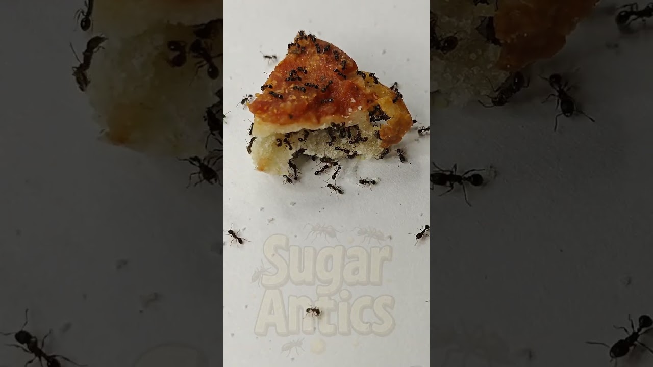 Sugar Ants 🐜 vs Frozen Pizza from Series 42 - World’s Saddest Slice Becomes Dinner for a Colony.