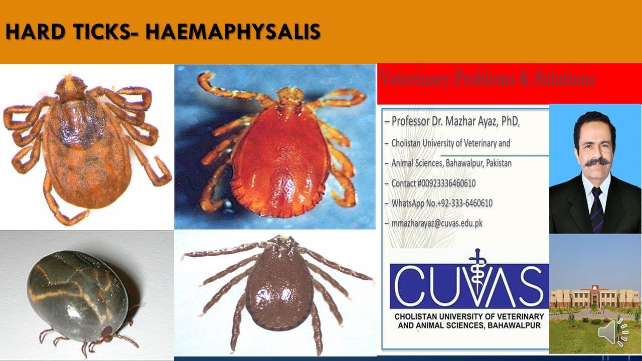 Tick Haemaphysalis