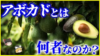 【ゆっくり解説】13000年前に絶滅するはずだった…「アボカド」とは何者なのかを解説/繁殖の謎と人間社会の弊害