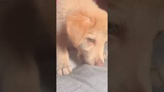 cute dog video #shorts  #viral