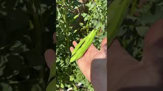 Fava Beans - How Do They Grow? Fava Beans - How Do They Grow?
