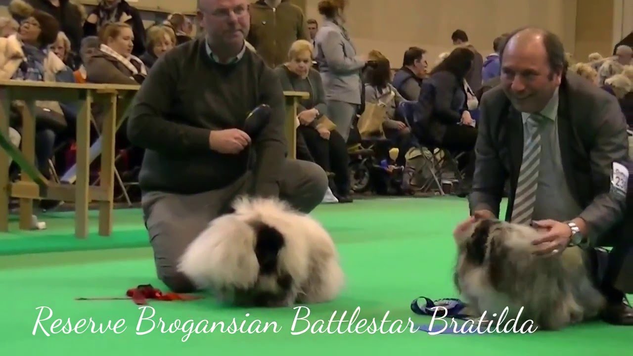 Pekingese Crufts 2016   Junior dog