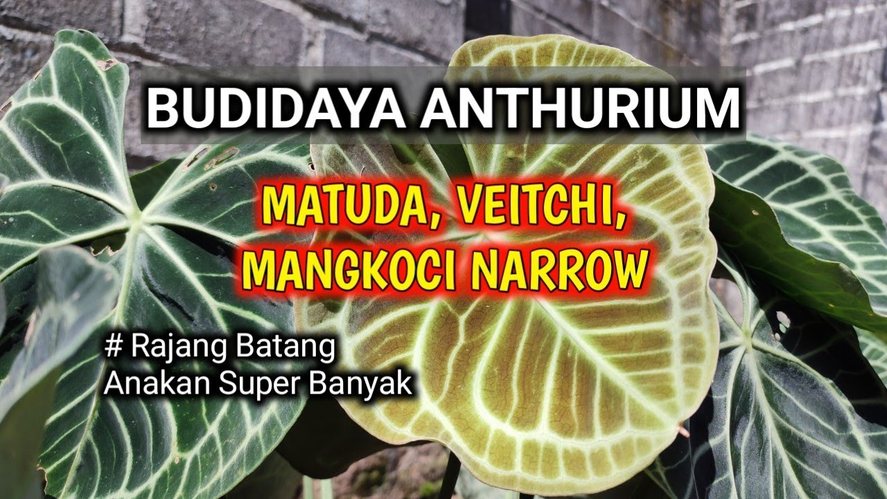 Budidaya Anthurium Kuping Gajah Koleksi !! MATUDA, VEITCHI, MANGKOCI