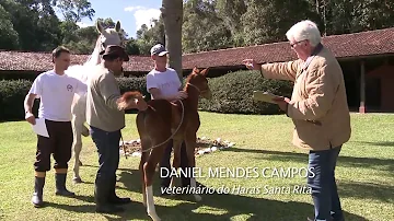 Como é que se escreve cavalo em inglês?