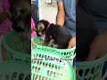 #gsdpuppies move Erode to Tirupur . #erodepuppies #pets #erode #doglover #puppy #dogowner #cute