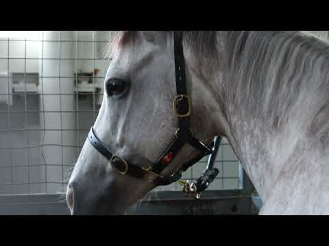 أحمد بن حرمش وتجربة ١٥ عاما مع زعبيل فيد       15  