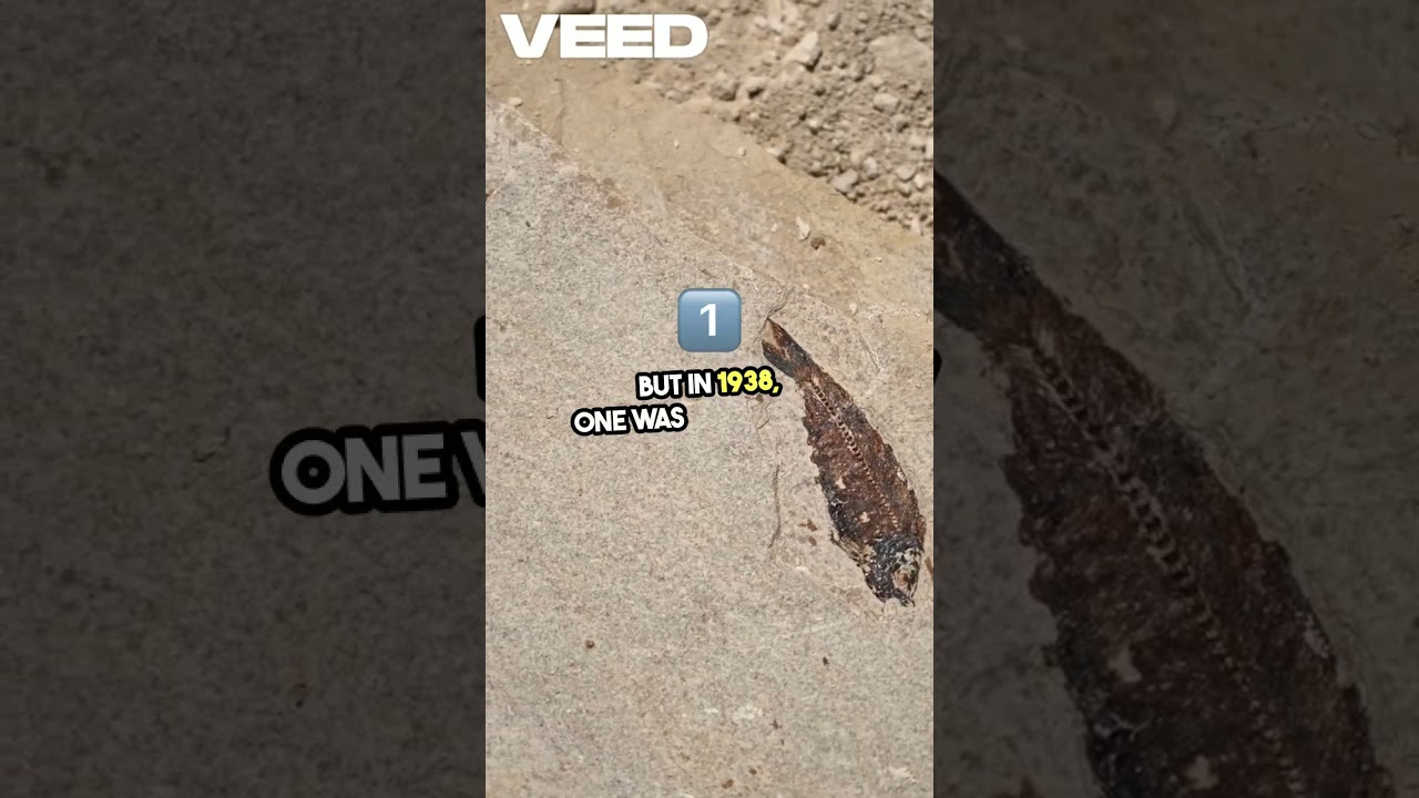 The Coelacanth: 300-Million-Year-Old Living Fossil