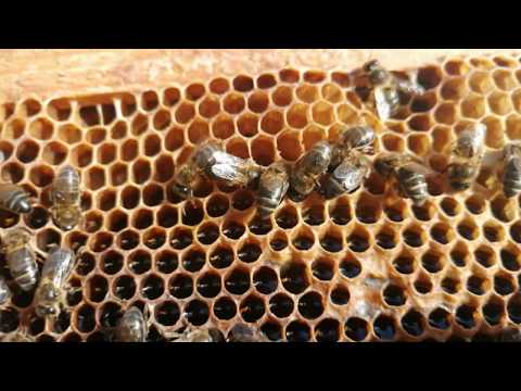 فيديو: هل يأكل النحل العسل أم يصنعه فقط؟
