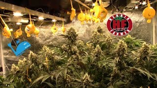 New Ocean Grown Weed Flavors Living Organic No Till 27