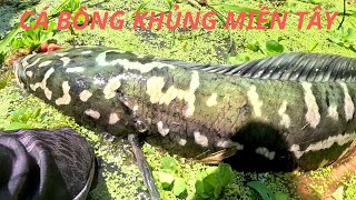 VƯỢT 800KM VÀO RỪNG CÂU CÁ LÓC BÔNG KHỦNG GIAO LƯU KÊNH NGUYỄN CHANH VLOGS | VINH ROM FISHING