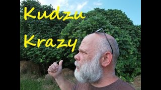 Kudzu Krazy