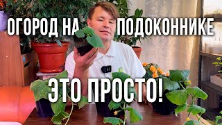 Выращивание огурцов на подоконнике зимой. Формировка огурцов на подоконнике. Огород на подоконнике.