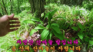 제 1015회 2024 5 23  야생에 산마늘이  울릉도 다음으로 많이 자라는 곳이 있습니다 by 임상균의 약초세상   6,147 views 7 days ago 25 minutes