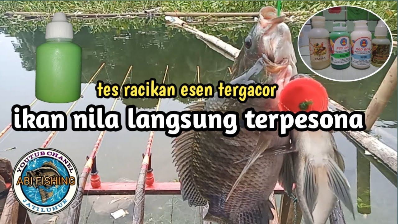 TES RACIKAN ESEN TERGACOR || IKAN NILA LANGSUNG TERPESONA || MANCING JATILUHUR TERBARU