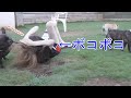 フレンチブルドッグにボコボコにされる夏～withフレブルブリーダーチャンネル～[０はじ]