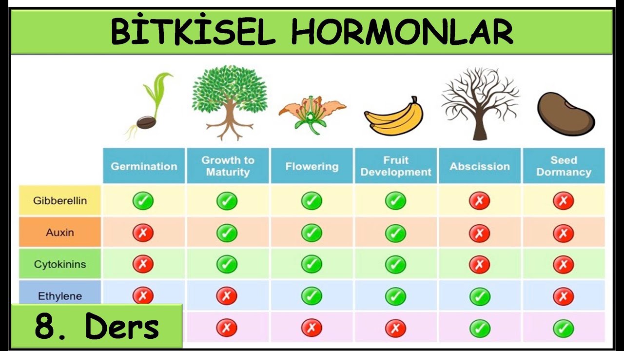 008-bitkisel-hormonlar-youtube