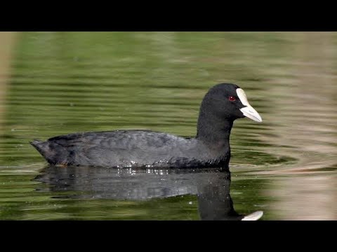 Sakar Meke Sesi - Sakar Meke Ailesi