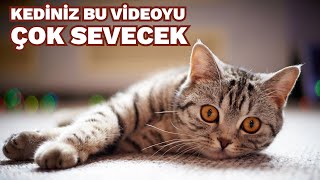KEDİ OYUNU 5 - CAT GAMES | Kediniz Bu Videoyu Çok Sevecek | Kedi videosu screenshot 2