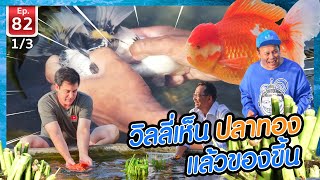 วิลลี่เห็นปลาทอง แล้วของขึ้น - เพื่อนรักสัตว์เอ้ย EP.82 [1/3]