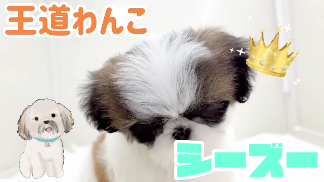 イケメンすぎるシーズーくん♡ - YouTube