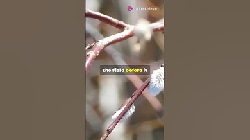 Genesis 2:1-25 - The Perfect Creation and the Garden of Eden 🌿✨