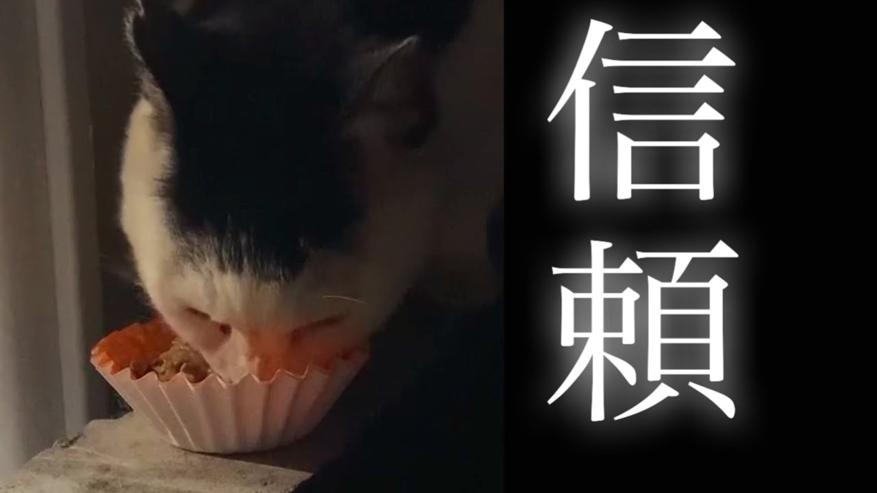 地域猫カッパが、初めて目の前でご飯を食べた日／白黒の3匹が、初めて揃った【