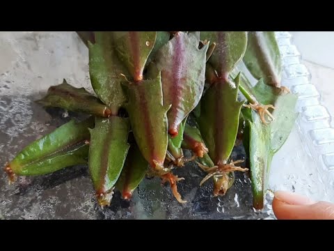 YILBAŞI ÇİÇEĞİ YAPRAKLARI SUDA NASIL KÖKLENİR?.Yılbaşı çiçeği yaprakları neden buruşur. Çiçek bakımı