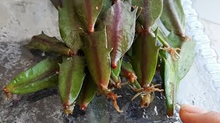 Yilbaşi Çi̇çeği̇ Yapraklari Suda Nasil Kökleni̇r?.Yılbaşı Çiçeği Yaprakları Neden Buruşur. Çiçek Bakımı