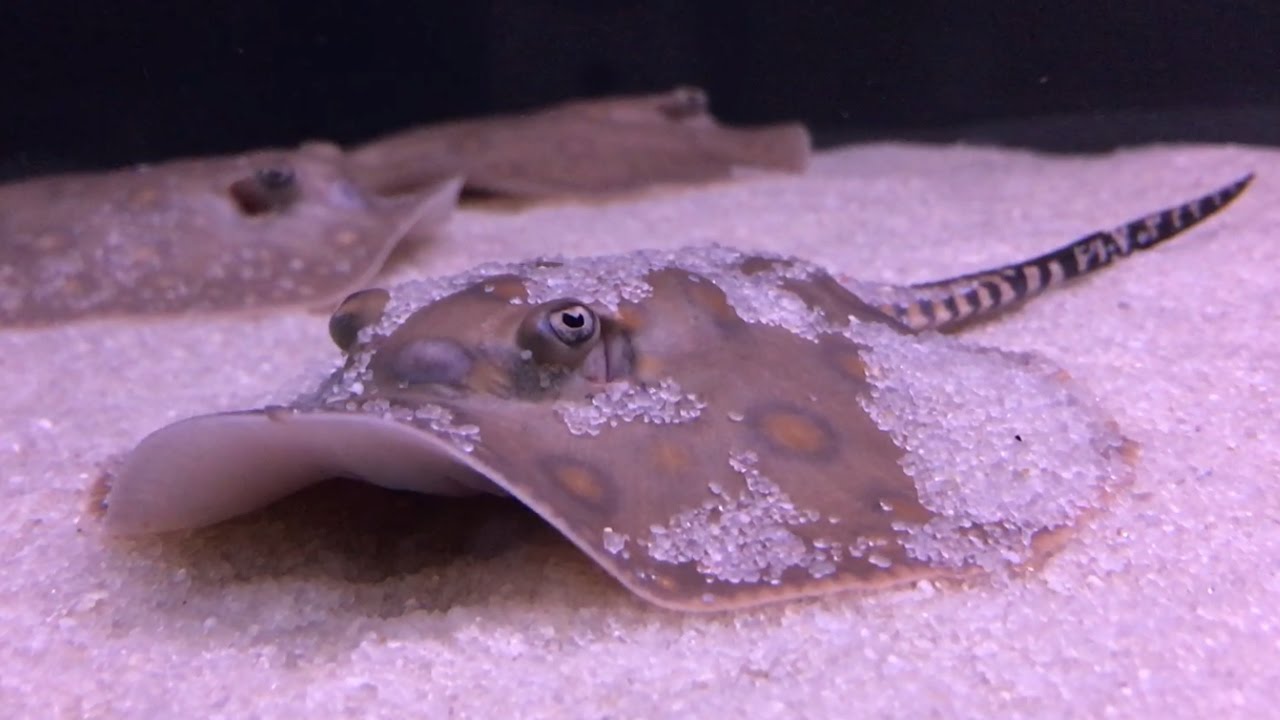 camera iphone 8 plus apk Shrimp Pellet Feeding Motoro Stingray Pups