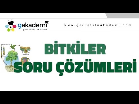 Bitkiler Soru Çözümleri |Biyoloji Dersi