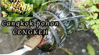 CARA MENANAM CANGKOKAN POHON CENGKEH || CANGKOK POHON CENGKEH