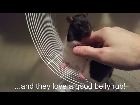 Pet Rats | An Inside Look at the Love and Fun They Bring to Life | "Fancy Rats"