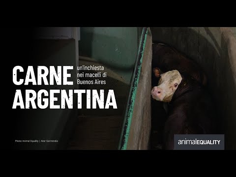 Carne argentina: un’inchiesta nei macelli di Buenos Aires