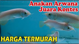 ARWANA SUPER RED 12CM TERMURAH DAN BERKUALITAS