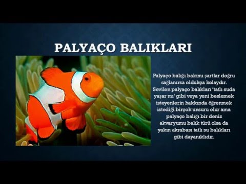 Palyaco Baligi Hakkinda Kisa Bilgi Youtube