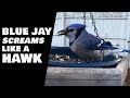 Blue Jay Doing Hawk Imitation