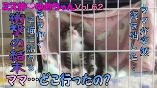 【子猫 成長記録62】一人遊びに夢中になっていたらママが姿を消しちゃった【cute Kitten 62】 【子猫 成長記録62】一人遊びに夢中になっていたらママが姿を消しちゃった【cute Kitten 62】