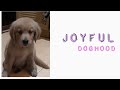 Golden retriever joyful doghood journey