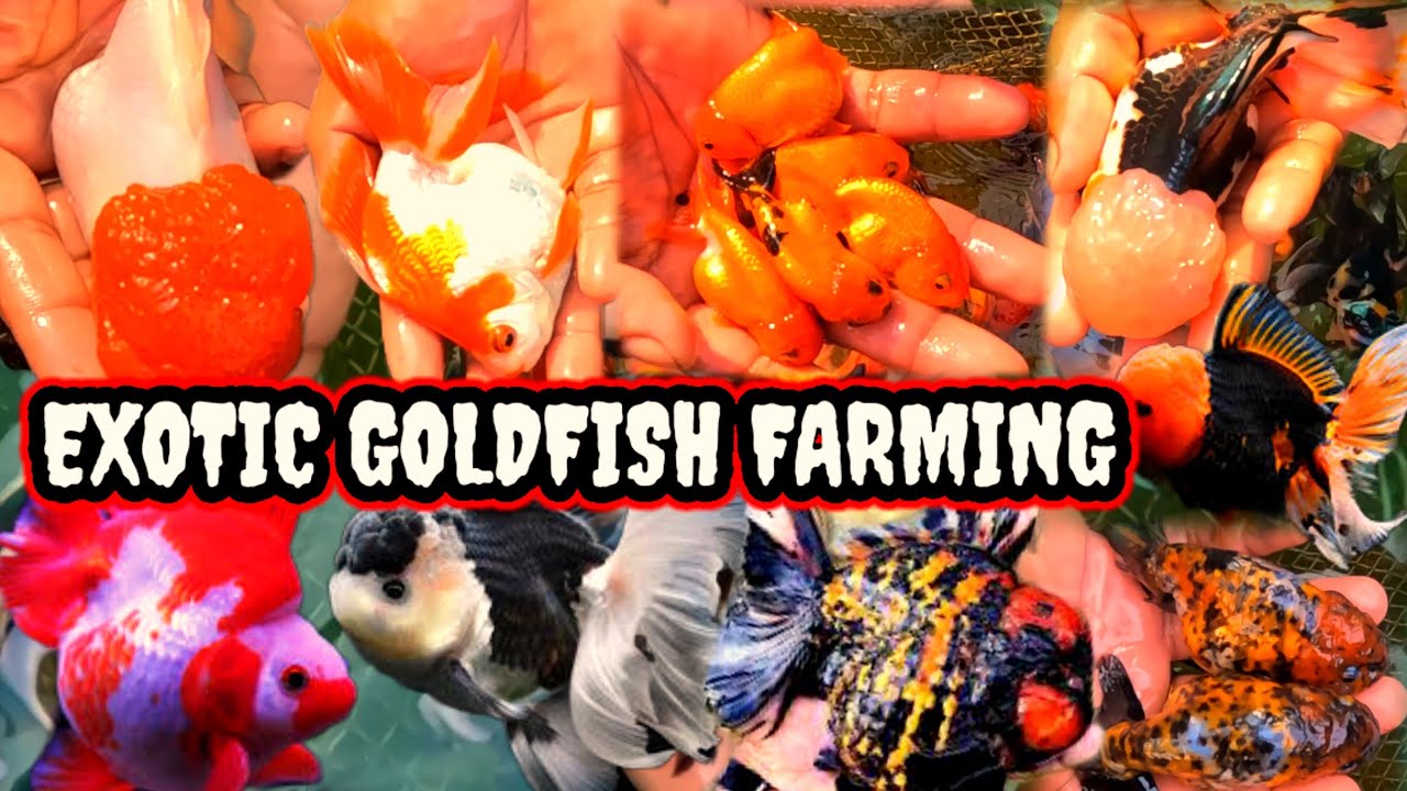 Exotic aquarium fish farming howrah🤗imported goldfish farming in india🤗