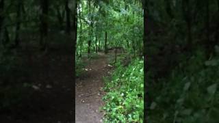 Download Lagu Spike Blauwe Mechelse Herder KNPV Kist Revieren ( Blue Malinois ) MP3