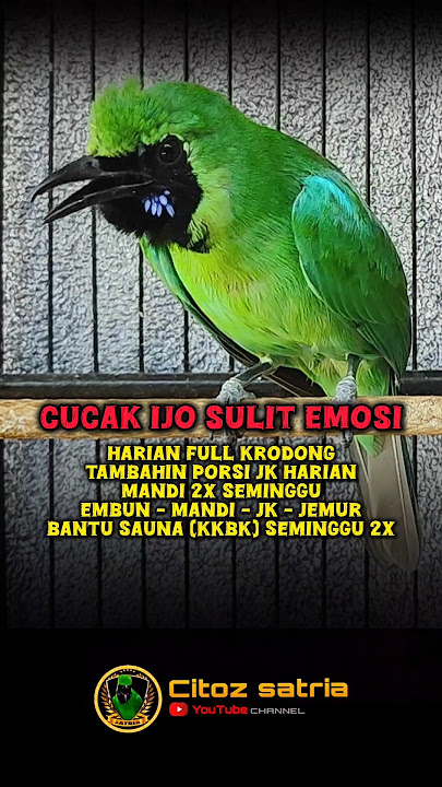 Cucak ijo sulit emosi #shorts