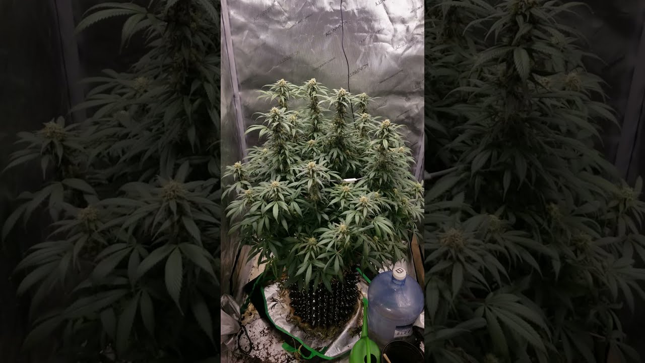 Help, My plant is getting too Tall!