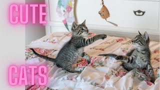 Baby Cats - Cute and Funny Baby Cat Videos Compilation #4 | Cutie Animals