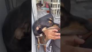 Hiding again! #pet #dog #dogloves #funnydog Hiding again! #pet #dog #dogloves #funnydog