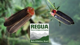 Firefly Mimicry:  Flannel moth edition / Endobrachys revocans (Megalopygidae) REGUA Bug Highlight